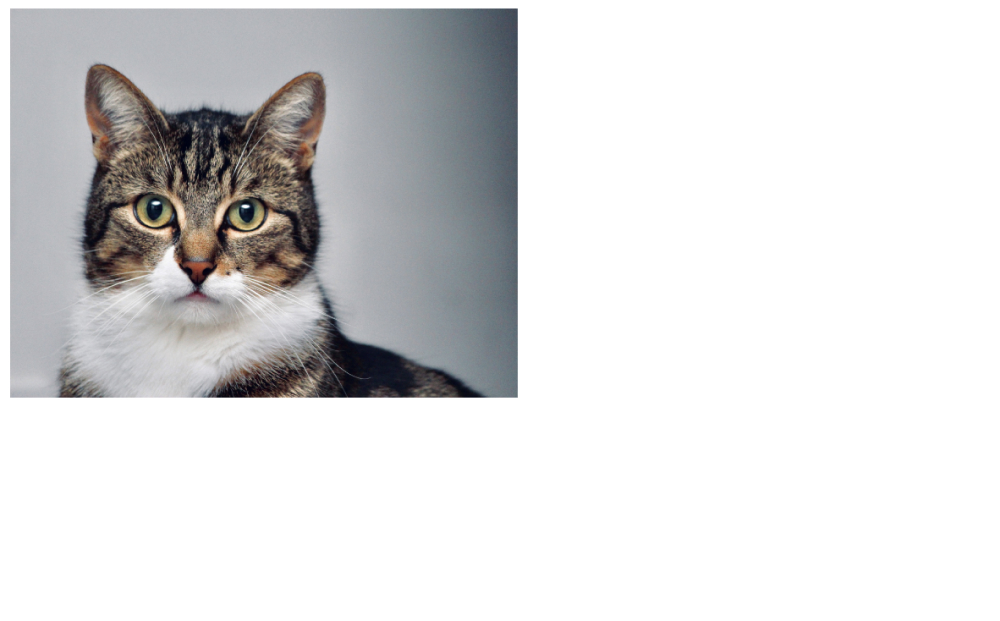 猫の画像をfigureタグで囲っている例